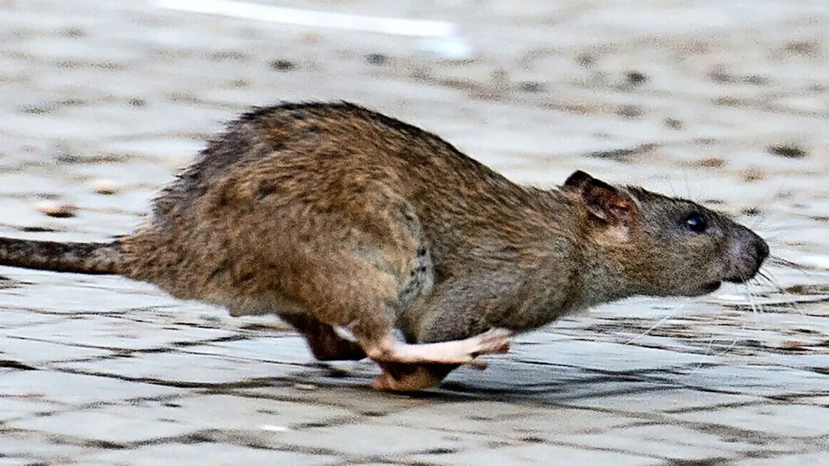Eigentümer können einiges tun, damit Ratten sich auf dem Grundstück nicht wohlfühlen. (zu dpa: «Warum es in Hessen bald noch mehr Ratten geben könnte») +++ dpa-Bildfunk +++