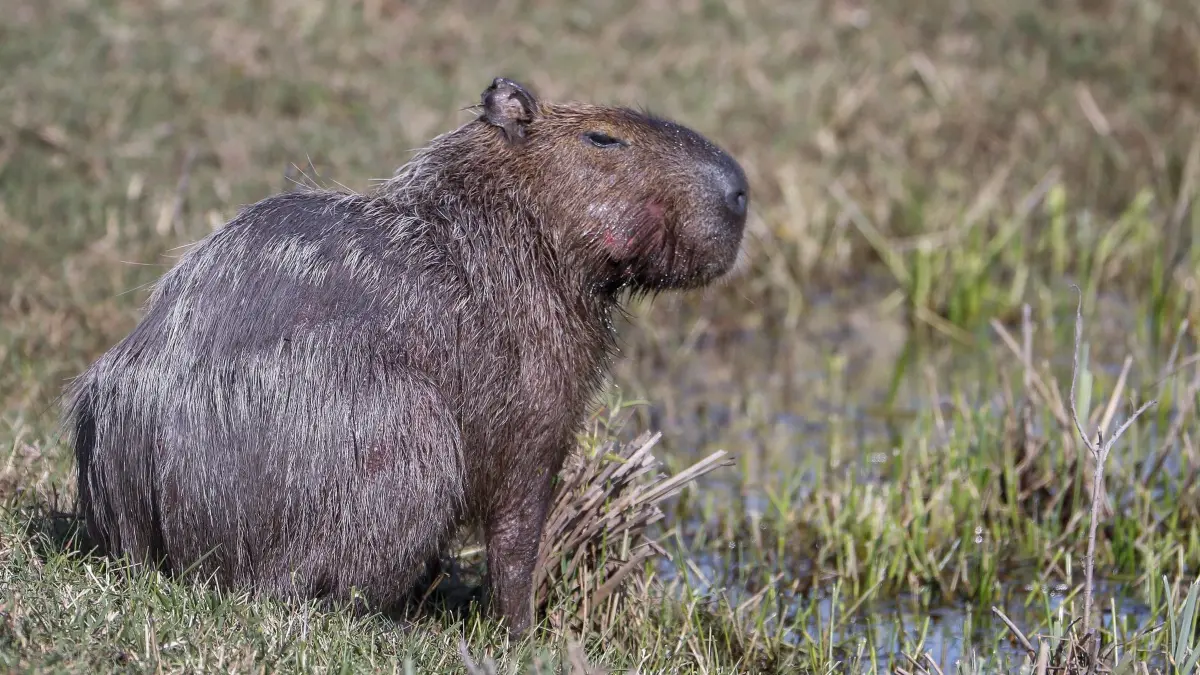Capybara