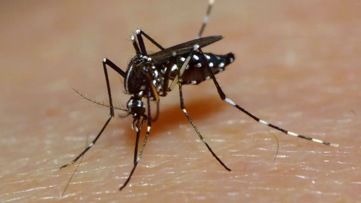 Asiatische Tigermuecke, Tropische Tigermuecke, Dengue-Muecke, Denguemuecke, Zika-Muecke, Zikamuecke Stegomyia albopicta, Aedes albopictus, Cryptus albopictus, Culex albopictus, stechend, auf menschlicher Haut, Uebertraeger des Zika-Virus, Deutschland Tiger mosquito, Asian tiger mosquito, Forest mosquito Stegomyia albopicta, Aedes albopictus, Cryptus albopictus, Culex albopictus, sticking, on human skin, carrier of Zika virus, Germany BLWS667810 *** Asian tiger mosquito, Tropical tiger mosquito, Dengue Mosquito, dengue mosquito, Zika Mosquito, mosquito bite Stegomyia albopicta, Aedes albopictus, crypt albopictus, Culex albopictus , stabbing, at Human Skin, Uebertraeger of Zika Virus, Germany Tiger mosquito, Asian Tig Copyright: xblickwinkel/H.xSchmidbauerx