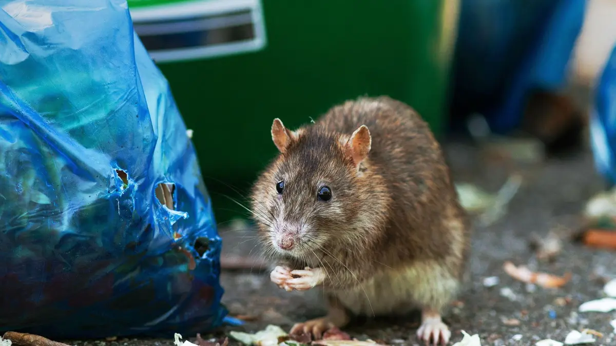 Ratte am blauen Biomüllbeutel Eingang zur Bergfeldgarage Die Ratte genießt den Biomüll