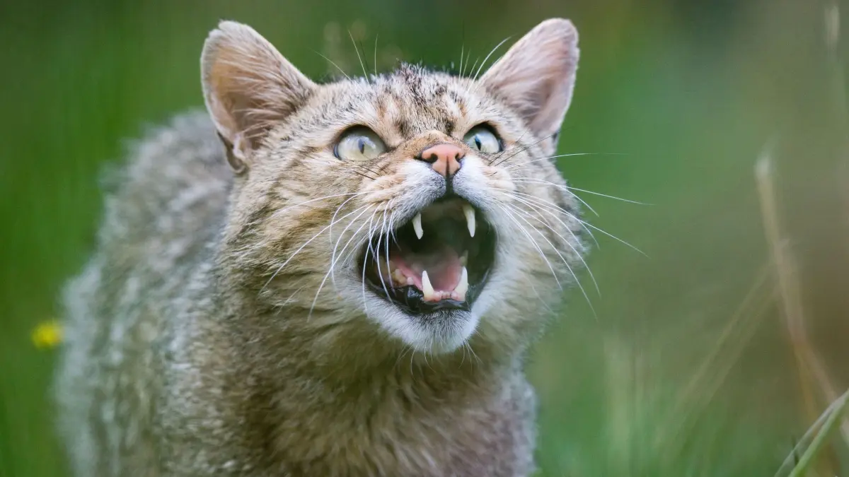 Wildkatze: ARCHIV - 02.08.2019, Niedersachsen, Bad Harzburg: Eine Wildkatze (Felis silvestris) zeigt ihre Zähne im Wildkatzengehege vom NABU Niedersachsen im Harz. Das Projekt «Wildkatzenwälder von morgen» vom Bund für Umwelt und Naturschutz Deutschland (BUND) will wildkatzengerechte Lebensräume schaffen und sucht zudem nach neuen Vorkommen der Europäischen Wildkatze. (zu dpa: «Erste Wildkatze im Kreis Verden gesichtet? DNA-Probe geplant») Foto: Julian Stratenschulte/dpa +++ dpa-Bildfunk +++
