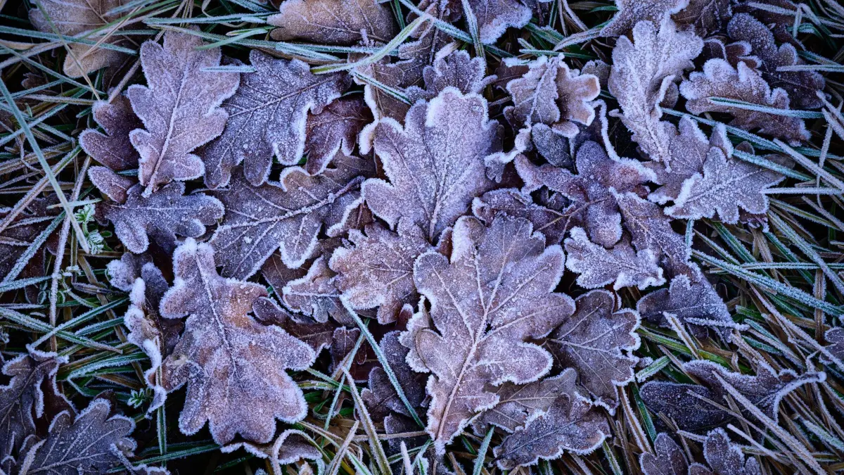 Frost in Brandenburg: 02.12.2025, Brandenburg, Sieversdorf: Blätter und Gräser mit Raureif am Feldrand. Mit Wolken und leichtem Frost startet der Tag in Berlin und Brandenburg. Bis zum Vormittag kann es bei null bis minus drei Grad vereinzelt glatt werden, wie der Deutsche Wetterdienst mitteilte. Später steigen die Temperaturen auf maximal drei bis sechs, im äußersten Süden bis sieben Grad. Dabei bleibt es trocken und bedeckt. Foto: Patrick Pleul/dpa +++ dpa-Bildfunk +++