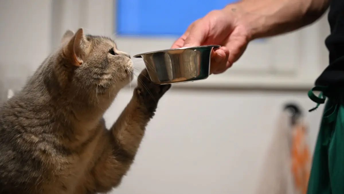 Eine Katze streckt ihre Pfote zum Napf