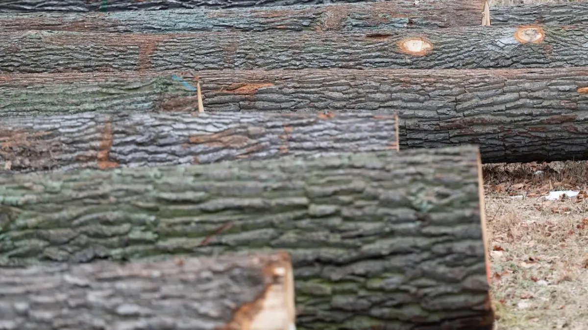Wertholzsubmission von Sachsenforst: 23.01.2026, Sachsen, Dresden: Baumstämme liegen in einem Waldstück anlässlich der Wertholzsubmission. Bei der Wertholzsubmission werden wertvolle Holzstämme aus den nachhaltig bewirtschafteten Wäldern Sachsens versteigert. Foto: Sebastian Kahnert/dpa +++ dpa-Bildfunk +++
