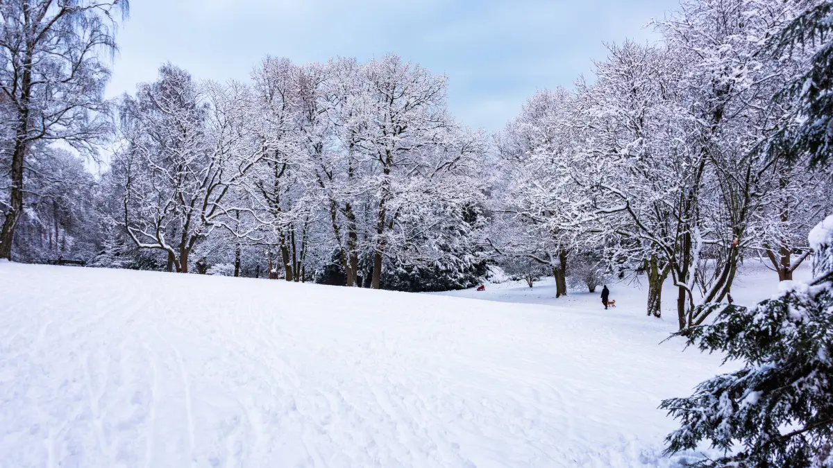 Mann mit Kind und Hund im eingeschneiten Düsternbrooker Gehölz im Dezember *** Man with child and dog in the snow-covere: Mann mit Kind und Hund im eingeschneiten Düsternbrooker Gehölz im Dezember *** Man with child and dog in the snow-covered Düsternbrooker Gehölz in December