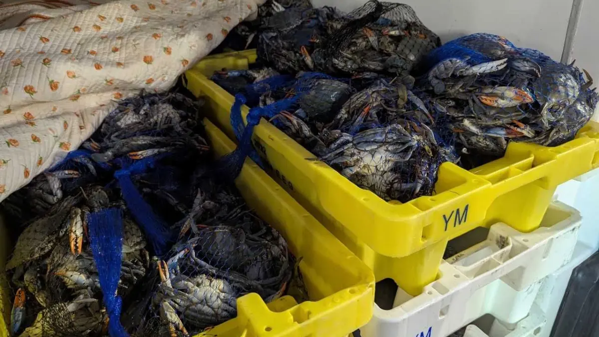 Bei einer routinemäßigen Kontrolle entdeckte der Zoll über 700 Kilogramm Krebstiere auf der Ladefläche eines Sprinters.
