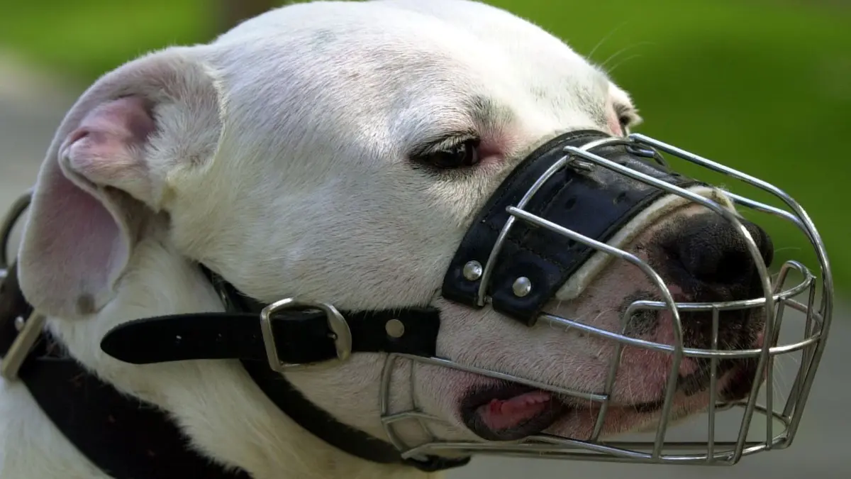 Pitbull mit Maulkorb
Einen Maulkorb trägt dieser Pitbullterrier am Dienstag (27.06.2000) in Hamburg um. Nach dem Tod
eines 6-jährigen Jungen am Montag (26.06.2000) ist bundesweit eine Diskussion über Maulkorb-,
Leinenzwang und weitergehende Maßnahmen entbrannt. dpa/lno (Digitale Fotografie)