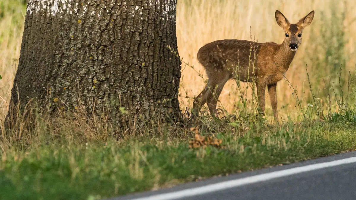 Reh steht am Straßenrand: ILLUSTRATION - 10.08.2015, Brandenburg, Treplin: Reh voraus: Rund um Waldgebiete, Wiesen und Felder ist besondere Wachsamkeit und Bremsbereitschaft gefragt. (zu dpa: «Wildtier gefunden: Wann ist Hilfe nötig?») Foto: Patrick Pleul/dpa +++ dpa-Bildfunk +++