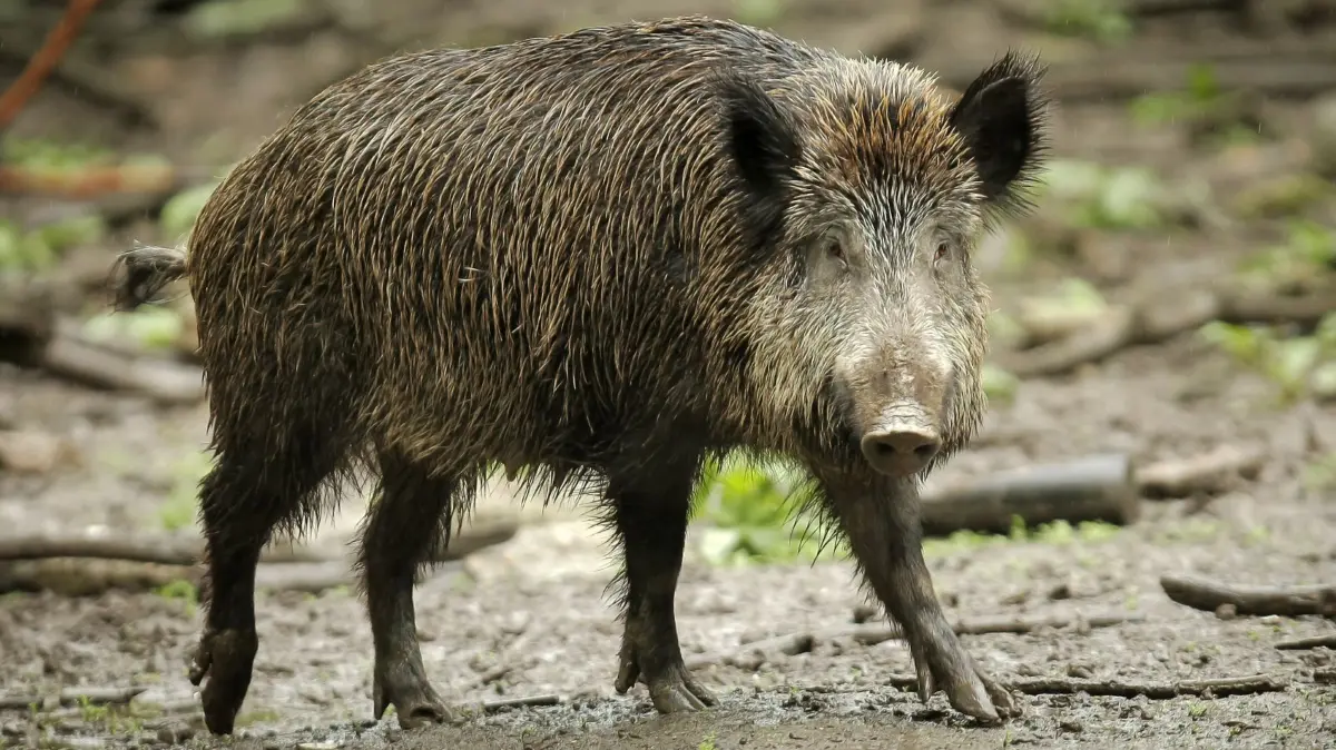 Wildschwein: ARCHIV - 04.05.2013, Rheinland-Pfalz, Ludwigshafen: Ein Wildschwein, aufgenommen im Wildpark in Ludwigshafen. (zu dpa: «40 Jahre nach Tschernobyl: Kaum noch Wildschweine verseucht») Foto: Fredrik von Erichsen/dpa +++ dpa-Bildfunk +++