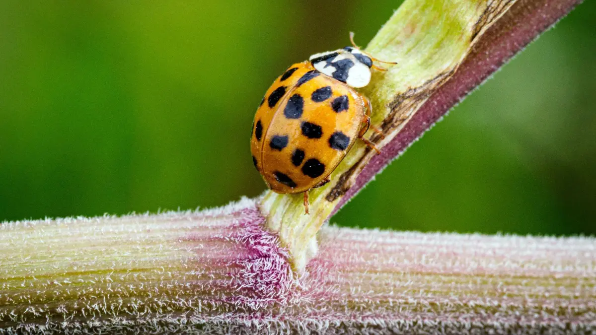 Marienkäfer: ARCHIV - 27.07.2020, Brandenburg, Potsdam/Ot Fahrland: Ein Asiatischer Marienkäfer (Harmonia axyridis) krabbelt im Naturschutzgebiet Ferbitzer Bruch nahe dem Dorf Kartzow auf den Stengeln des Wald-Engelwurz (Angelica sylvestris). (zu dpa: «Asiatischer Marienkäfer breitet sich in Sachsen-Anhalt aus») Foto: Soeren Stache/dpa-Zentralvild/dpa +++ dpa-Bildfunk +++