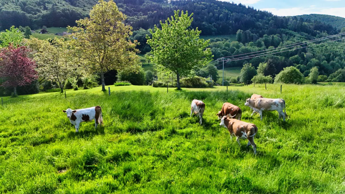 Ab ins Grüne - im oberen Kandertal hat die Weidesaison begonnen - hier die Feldackerweide in Lütschenbach