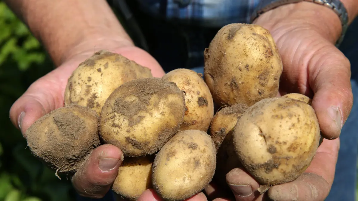 ILLUSTRATION - Zum Themendienst-Bericht vom 26. August 2022: Die Kartoffelernte lässt sich lange lagern - sogar direkt im Garten. Foto: Bernd Wüstneck/dpa-Zentralbild/dpa-tmn - Honorarfrei nur für Bezieher des dpa-Themendienstes +++ dpa-Themendienst +++