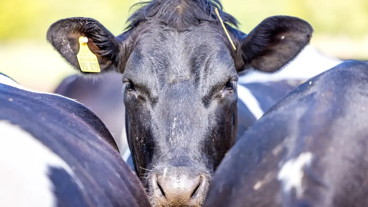 Reaktion auf Rinderdiebstähle in Brandenburg: 15.05.2026, Brandenburg, Herzberg: Rinder der Agrargenossenschaft Gräfendorf eG stehen auf einer Weide. Ende April hatten Unbekannte in Gräfendorf bei Herzberg (Elbe-Elster) 70 Rinder gestohlen und einen Schaden von rund 50.000 Euro verursacht. Drei weitere Diebstähle gab es in den letzten Tagen. Foto: Frank Hammerschmidt/dpa +++ dpa-Bildfunk +++