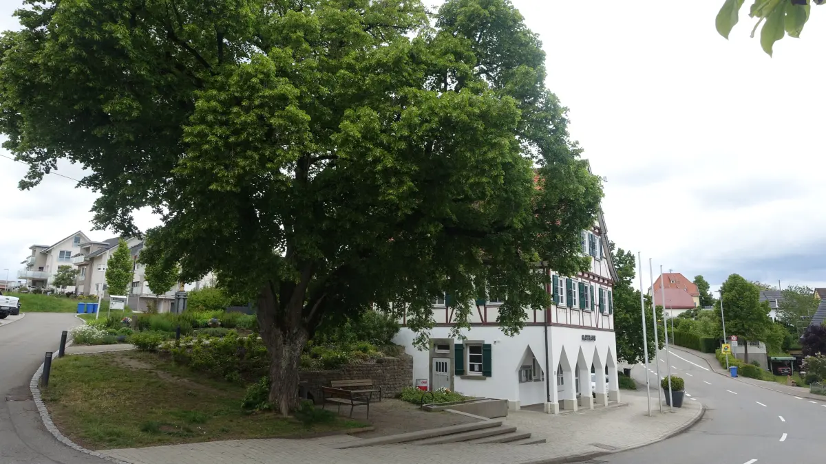 Direkt neben dem Rathaus von Holzhausen steht in der Ortsmitte eine große Linde. 