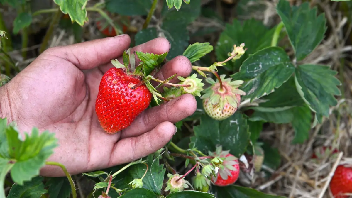 Erdbeeren zum Selbstpflücken - Saisonstart Sachsen-Anhalt: PRODUKTION - 19.05.2026, Sachsen-Anhalt, Peißen / Zöberitz: Auf einem Erdbeer-Selbstpflückfeld der RegioFarmers GmbH laufen die Vorbereitungen für den Saisonstart. Besucher können ab dem 20. Mai die feldfrischen Erdbeeren verschiedener Sorten direkt von den Pflanzen ernten. Foto: Heiko Rebsch/dpa/ZB - Honorarfrei nur für Bezieher des Dienstes ZB-Funkregio Ost +++ ZB-FUNKREGIO OST +++
