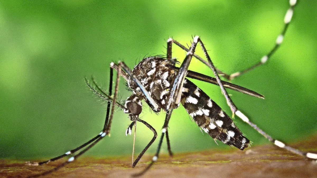 Die weibliche Tigermücke (Aedes albopicts) ist sehr schnell nach dem Schlüpfen geschlechtsreif und braucht ihre erste Blutmahlzeit. Daher tritt sie dementsprechend aggressiv auf.