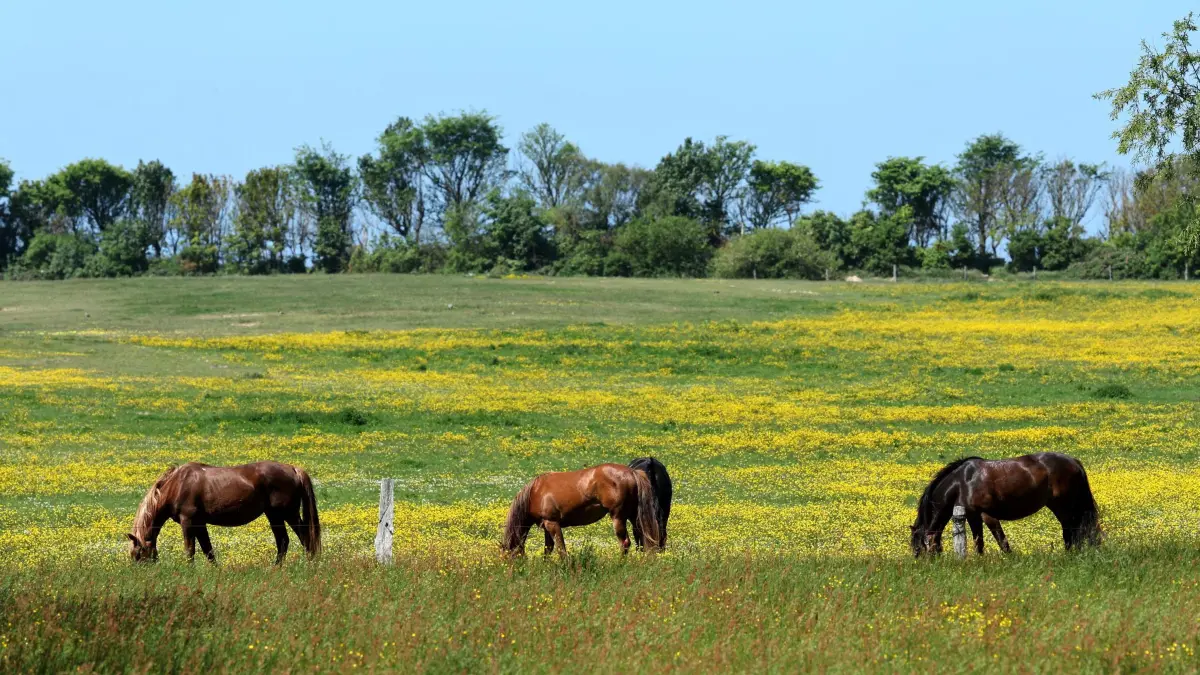 Sonniges Wetter im Norden: 27.05.2026, Mecklenburg-Vorpommern, Ahrenshoop: Pferde sind auf einer gelb leuchtenden Koppel mit vielen Butterblumen unterwegs. Sonniges Wetter dominiert im Norden. Foto: Bernd Wüstneck/dpa +++ dpa-Bildfunk +++