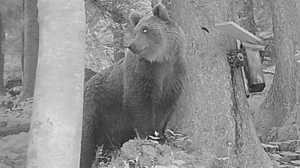 Bär im Westen Österreichs gesichtet: HANDOUT - 08.06.2026, Österreich, Bludenz: Ein Braunbär wird in Vorarlberg von einer Wildkamera erfasst. Die Bevölkerung im betroffenen Gebiet wurde zur Aufmerksamkeit aufgerufen. Foto: -/Koordinationsgruppe Großraubwild Land Vorarlberg/dpa - ACHTUNG: Nur zur redaktionellen Verwendung im Zusammenhang mit der aktuellen Berichterstattung und nur mit vollständiger Nennung des vorstehenden Credits +++ dpa-Bildfunk +++