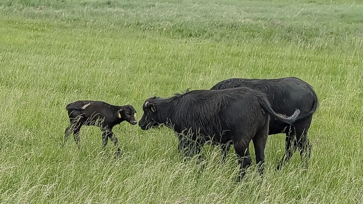 Drei Wasserbüffelkühe sollen im Naturschutzgebiet Michelbrunnengraben auf 16 Hektar ideale Bedingungen für die Ansiedlung gefährdeter Arten schaffen. Das männliche Kalb kam Mitte Mai zur Welt.