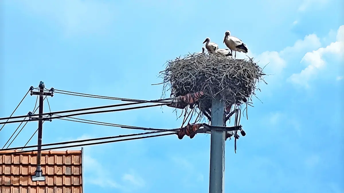 So viele Störche wie noch nie gibt es in diesem Jahr in Schura. Auf dem Kirchturm wurden vier Jungstörche beringt, einer davon zusätzlich mit einem Sender. Und auf dem Strommast sind es sogar fünf Jungstörche, die vom Storchenbeauftragten Manfred Bartler beringt wurden.