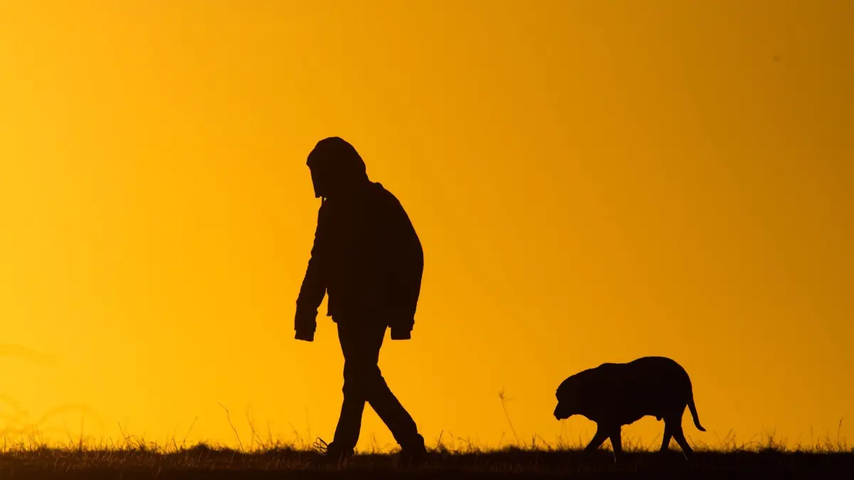 Hundespaziergang: ARCHIV - 05.03.2021, Niedersachsen, Hannover: Ein Mann spaziert mit einem Hund bei Sonnenaufgang über einen Feldweg. (zu dpa: «Hund beißt 84-Jährigen mehrfach - Senior schwer verletzt») Foto: Julian Stratenschulte/dpa +++ dpa-Bildfunk +++