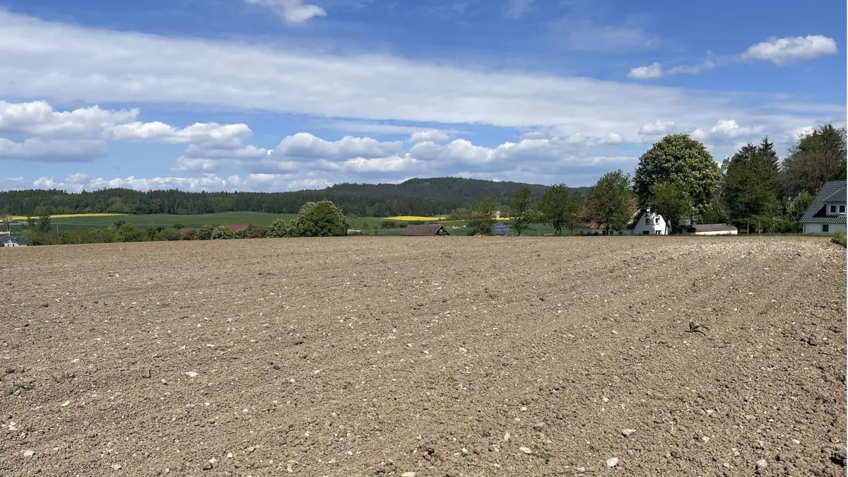 Auf diesem Feld wurden zuletzt Energiepflanzen angebaut. Die KlimaRegionRottweil möchte dort ihren Bürgerenergiepark errichten (Archivbild).