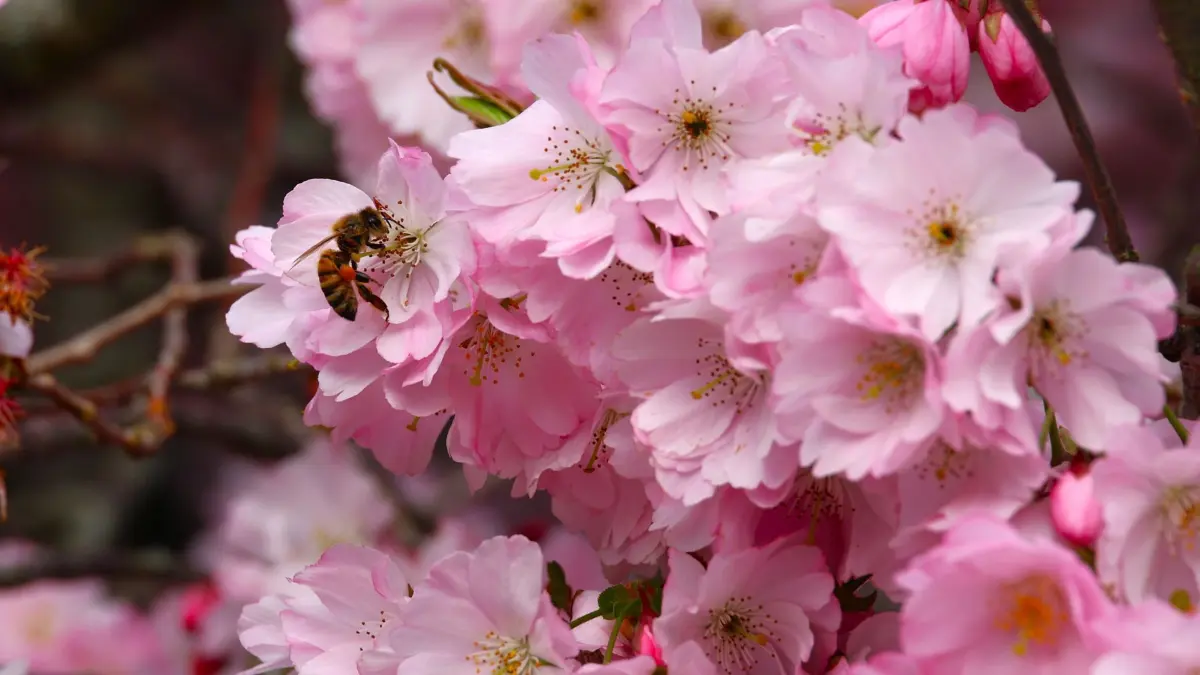 Die fleißigen kleinen Honigbienen sorgen durch Bestäubung dafür, dass die Natur wächst und gedeiht. Dafür benötigen die Tiere allerdings genug Nahrung. Auch ein bienenfreundlicher Garten trägt dazu bei.