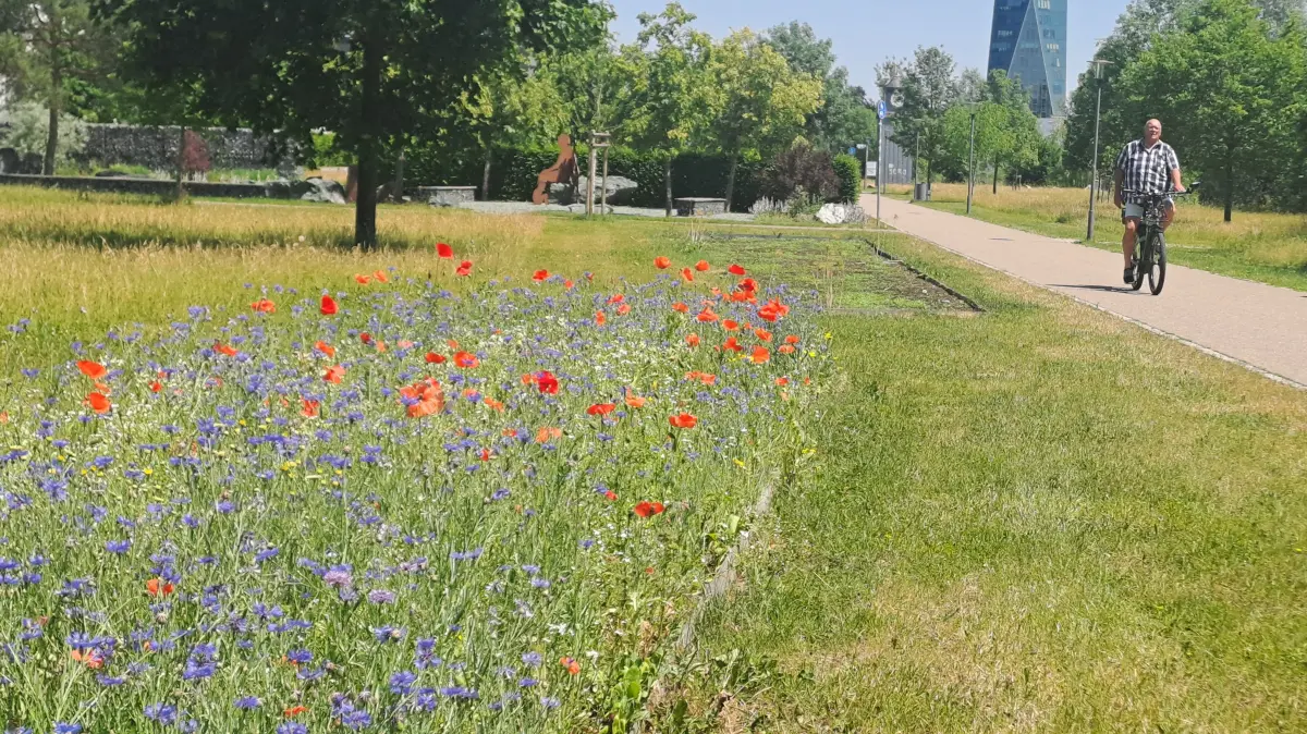 Ein ungewohntes Bild Sommerbild im Schwenninger Neckarpark: Im Zuge der städtischen Einsparmaßnahmen wurde diesmla nicht gepflanzt, sondern nur gesät. Doch auch an anderen Ort wurde gespart.
