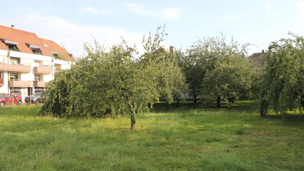 Obstwiese, die der Neuen Mitte Wyhlen weichen wird