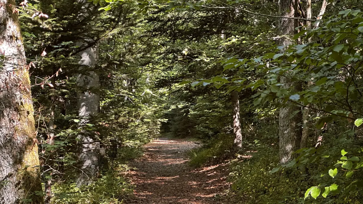 Im Zauberwald in Nagold gibt es viel zu entdecken.