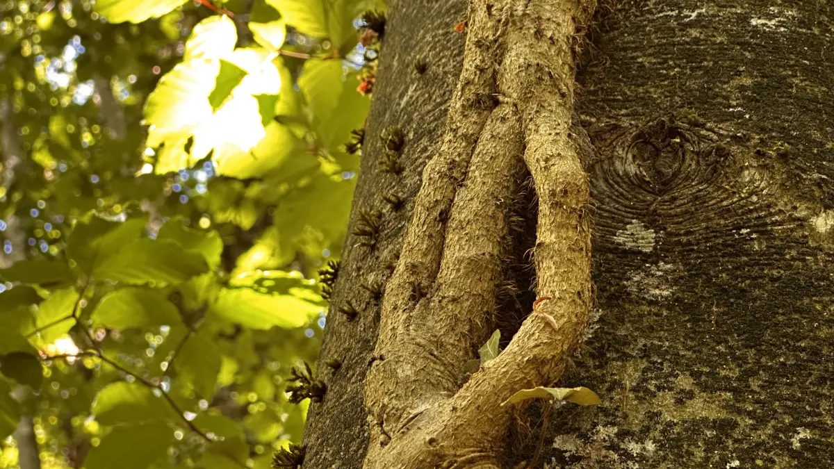 Im Zauberwald in Nagold gibt es viel zu entdecken.