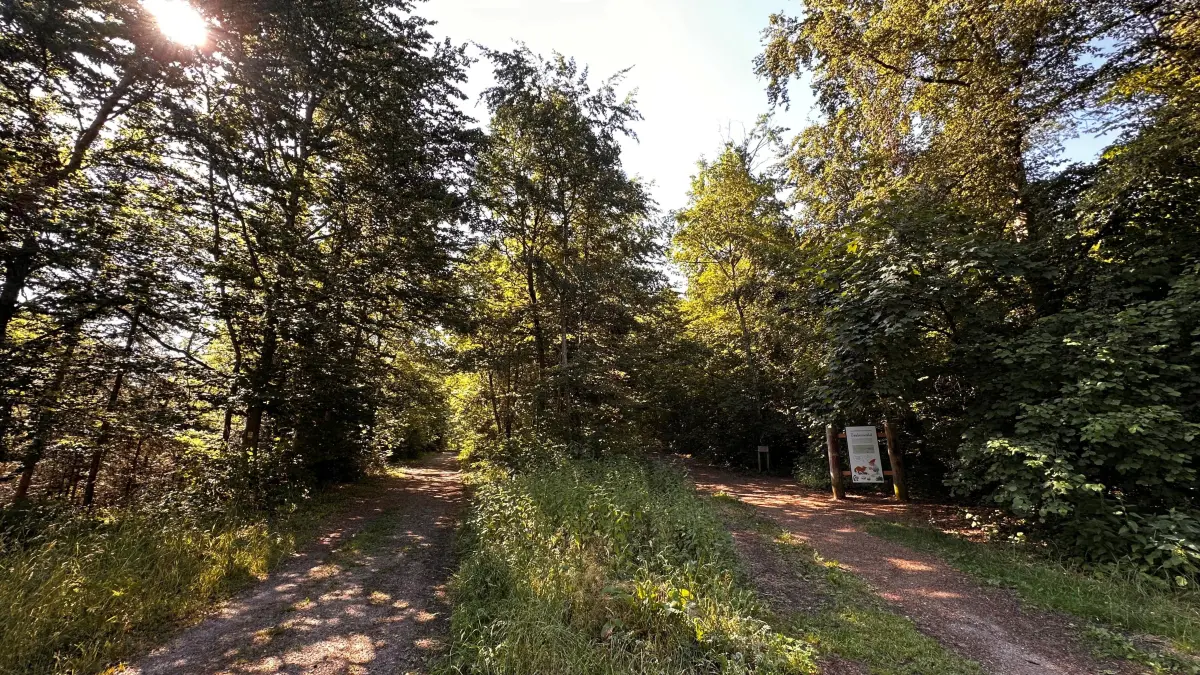 Im Zauberwald in Nagold gibt es viel zu entdecken.
