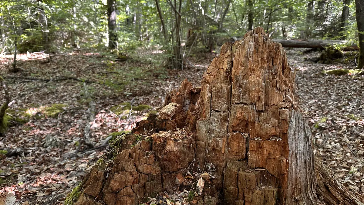 Im Zauberwald in Nagold gibt es viel zu entdecken.