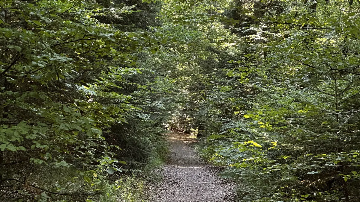 Im Zauberwald in Nagold gibt es viel zu entdecken.