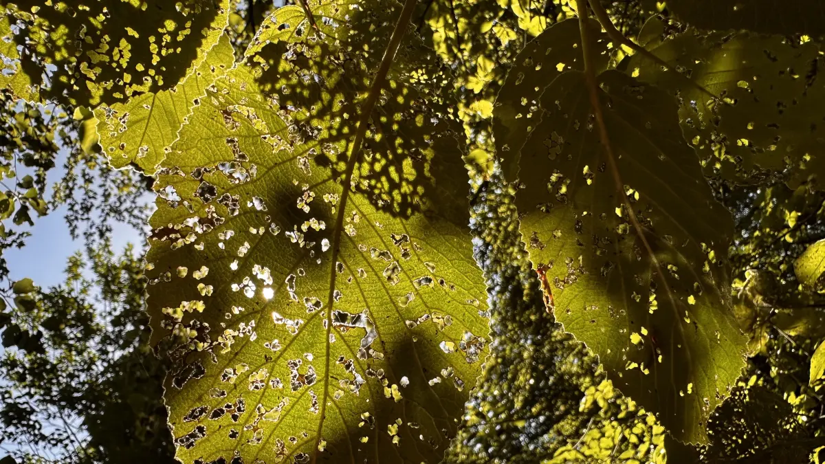 Im Zauberwald in Nagold gibt es viel zu entdecken.