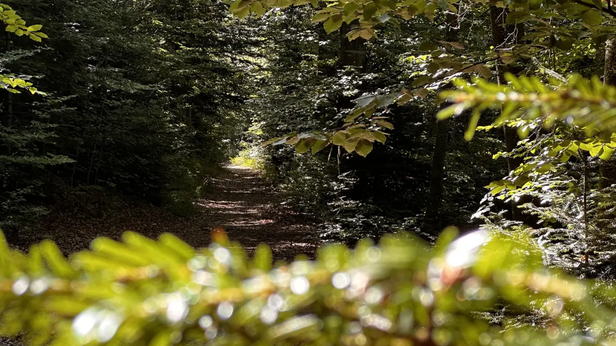 Im Zauberwald in Nagold gibt es viel zu entdecken.
