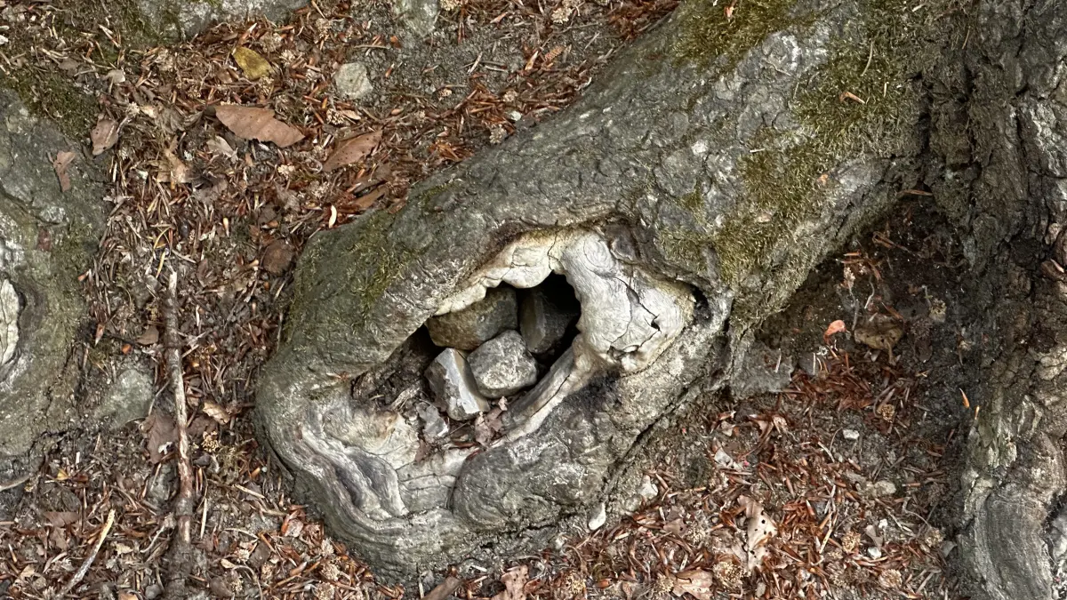 Im Zauberwald in Nagold gibt es viel zu entdecken.