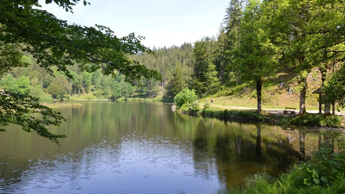 Im Nonnenmattweiher lässt sich dank guter Wasserqualität unbeschwert schwimmen.