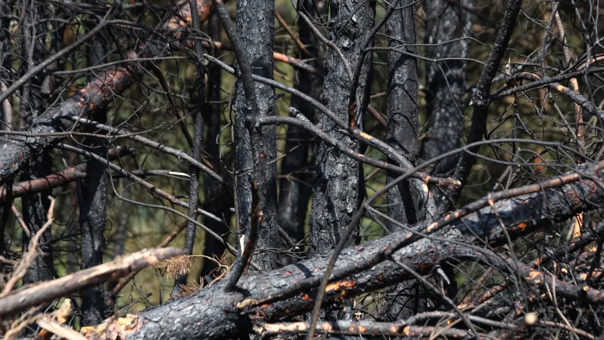 Waldbrand im Harz: 28.06.2026, Sachsen-Anhalt, Blankenburg (Harz): Verkohlte Bäume stehen nach einem Waldbrand in einem Waldstück. Seit Samstag brennen in einem Waldstück zwischen Wienrode und Treseburg ca. vier Hektar Wald. Foto: Matthias Bein/dpa +++ dpa-Bildfunk +++