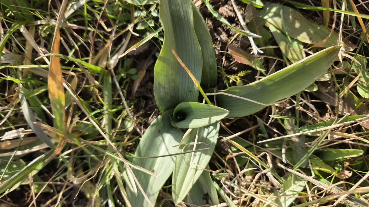 Der Bienen-Ragwurz, eine Orchideenart, kommt in den Wasenäckern in Bad Liebenzell vor.