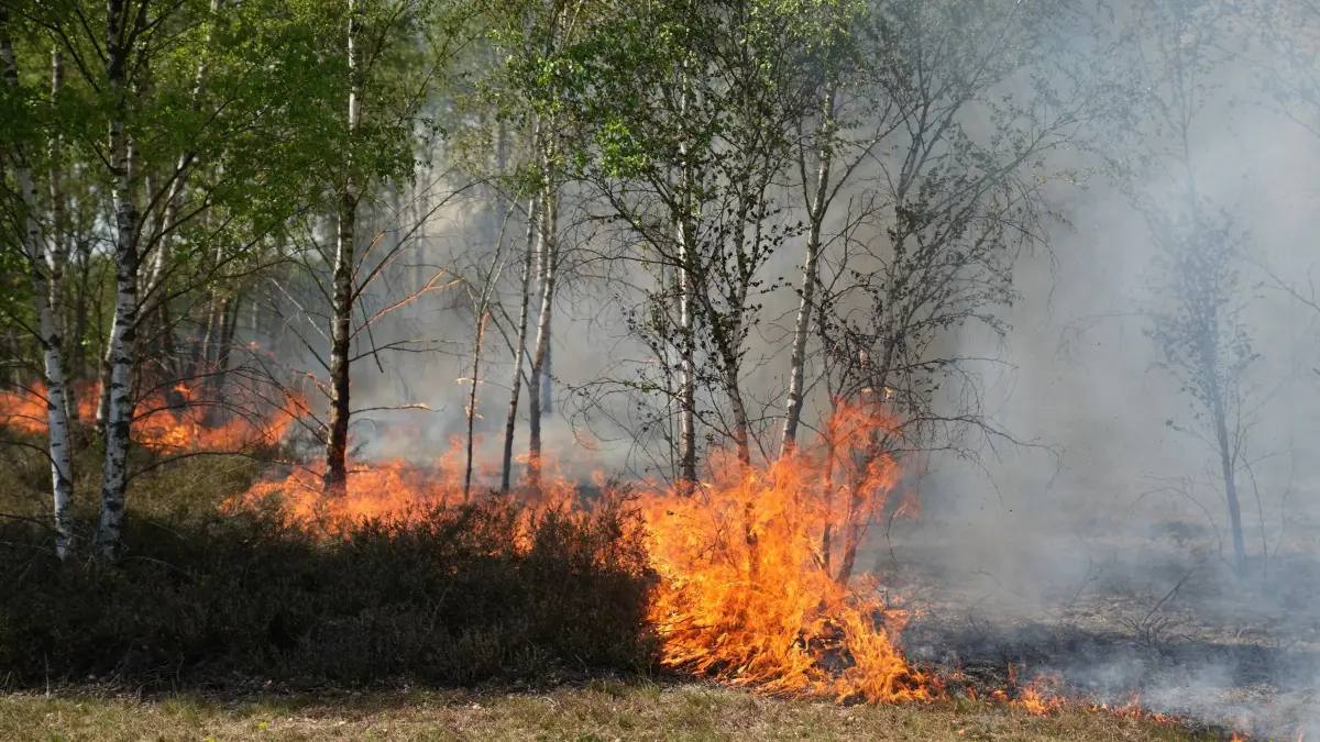 Feuer und Rauch sind in einem Waldgebiet bei Jüterbog zu sehen. Seit Freitag brennt es im Landkreis Teltow-Fläming auf einem ehemaligen Truppenübungsplatz, der mit Munition belastet ist. (zu dpa: «Feuerwehren kämpfen gegen Waldbrände – Hoffnung auf Regen»)