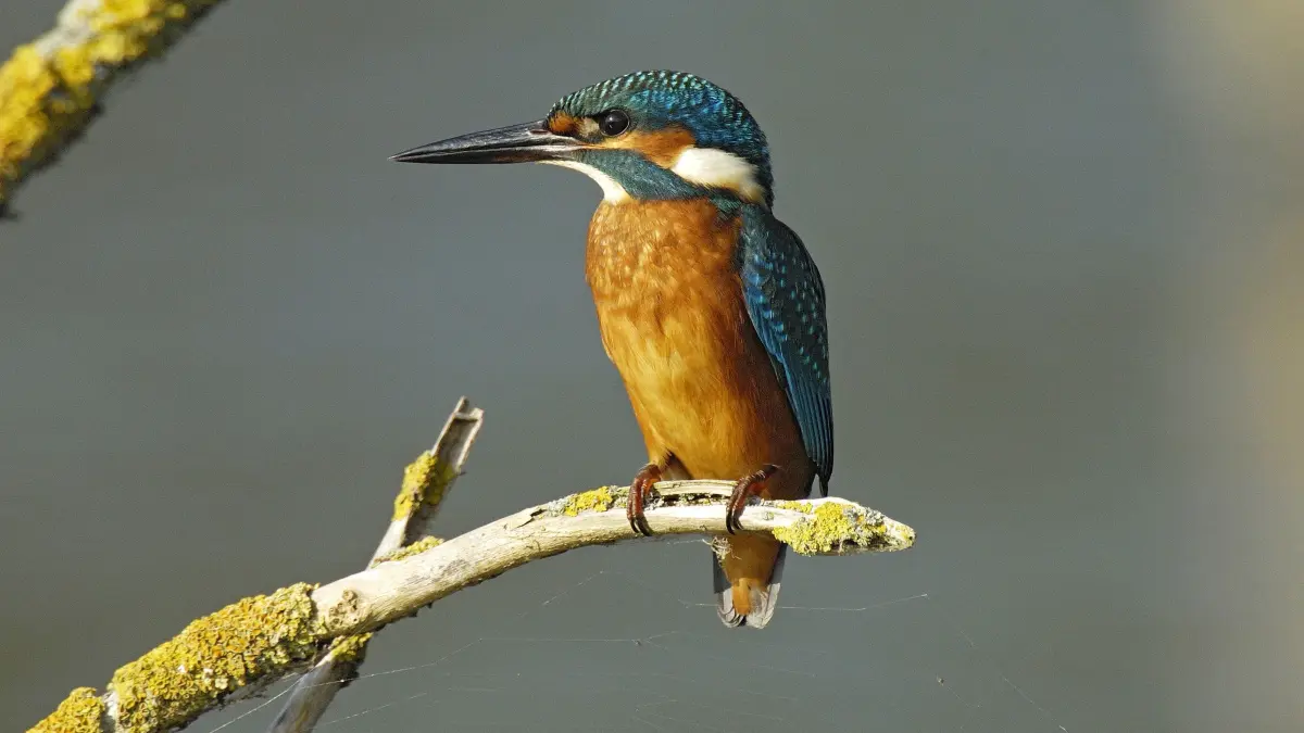 Eisvogel