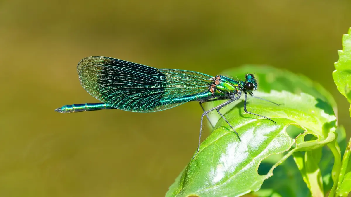 Gebänderte Prachtlibelle