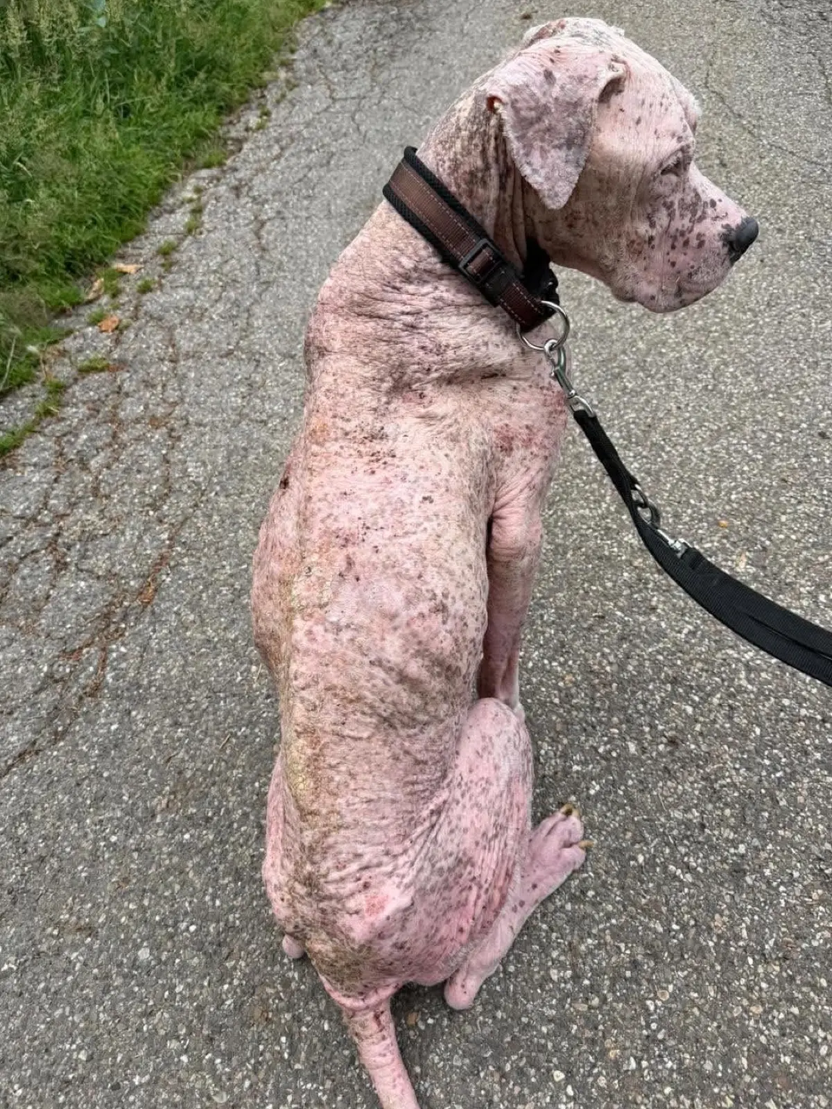 Pablo ist auch fünf Wochen nach seiner Rettung noch schwer abgemagert.