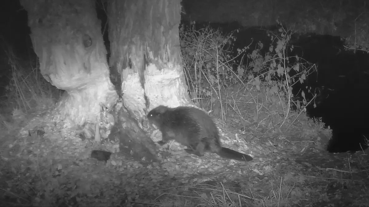 Biber am Rexinger Bach Wildkamera