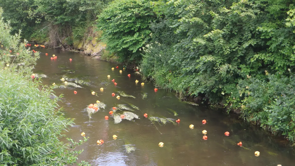 3000 Enten nehmen am Wettbewerb auf der Kinzig teil.