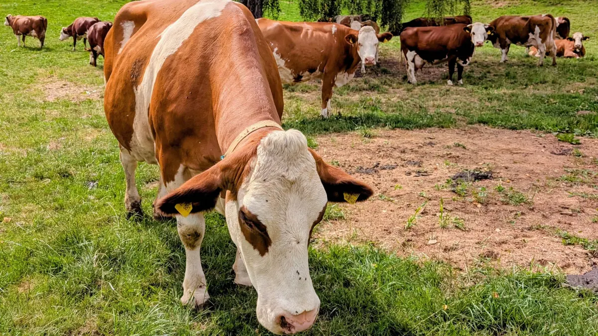 Rinder – hier eine Gruppe in Dörlinbach – leiden noch mehr als Menschen unter den hohen Temperaturen.
