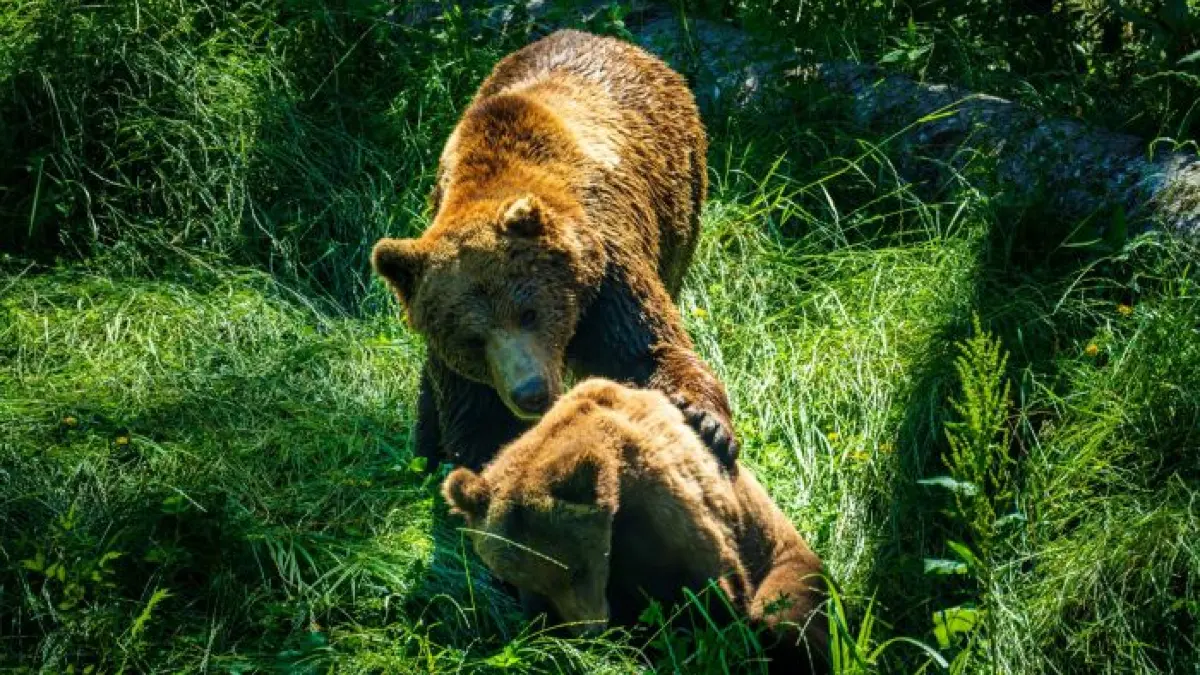Alternativer Wolf- und Bärenpark