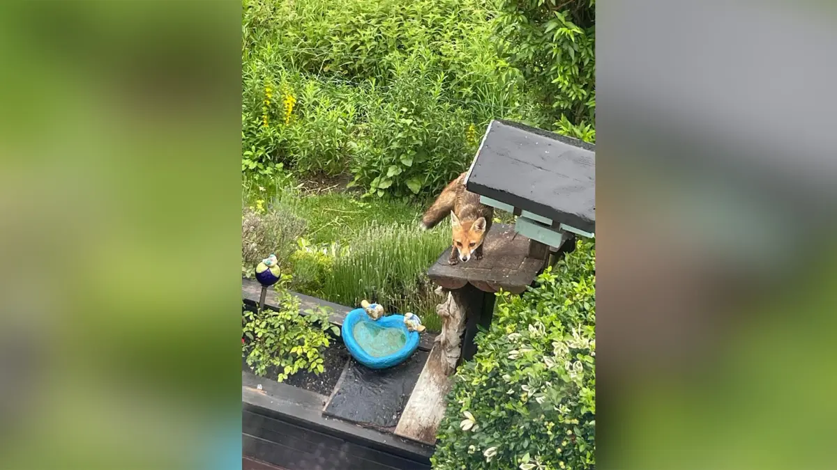 Der Fuchs entdeckt die Vorzüge des Vogelhäuschens.