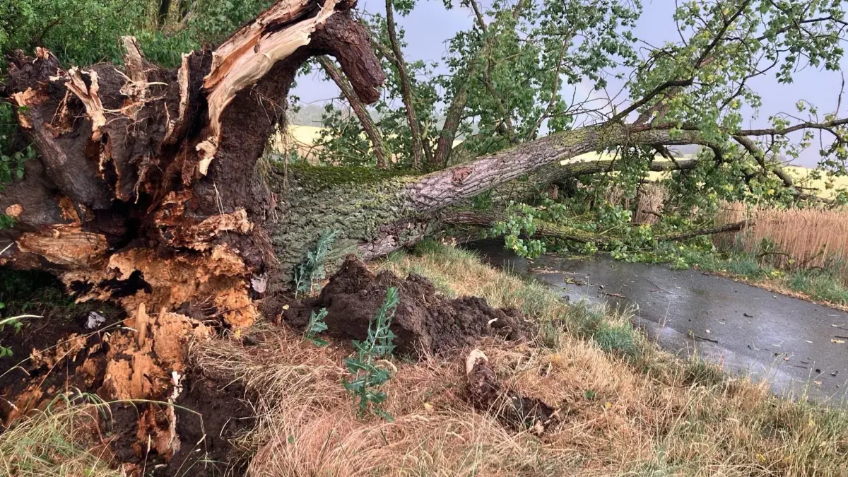 Ein Unwetter trag Rottenburg am Dienstagabend. Dieser Baum stürzte auf eine Straße.